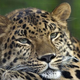 Image for article titled The Mathematical Formula for Designer Babies with Tiger Stripes or Leopard Spots